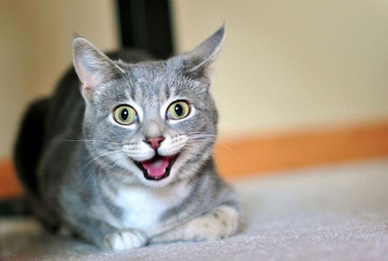 25 смешных котов, которые явно перебрали с кошачьей мятой
