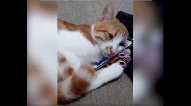 Скучающий по хозяину кот растрогал интернет-пользователей