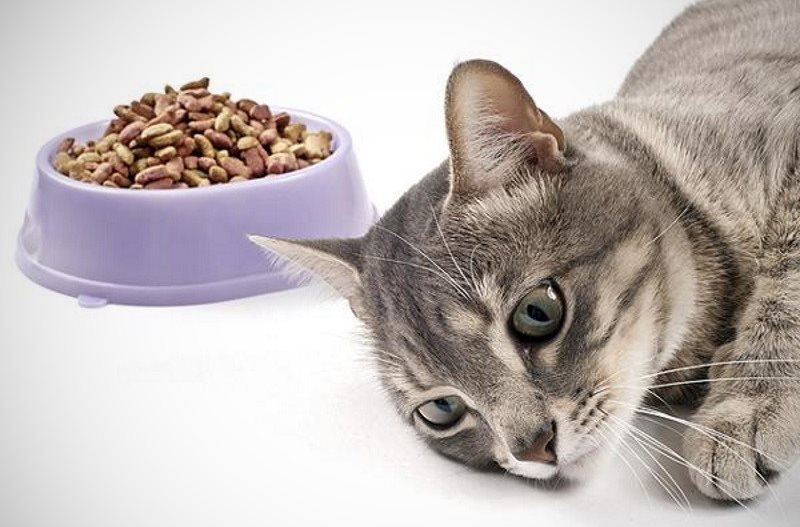Кошка плохо ест: факторы, оказывающие влияние на аппетит кошки