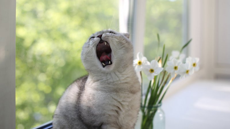 20 забавных фото чихающих котеев