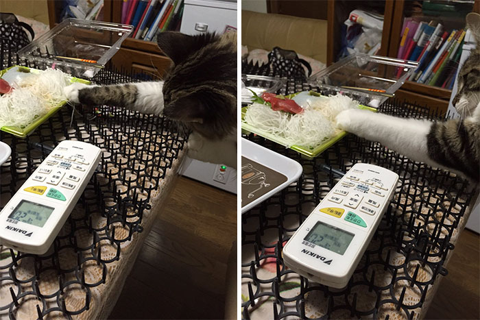 Японские котики совсем не боятся шипов