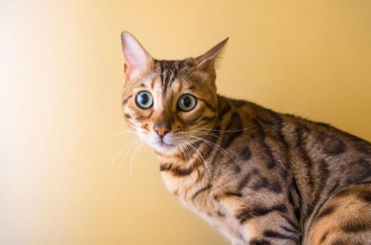 21 снимок, который доказывает, что коты умеют выражать эмоции не хуже людей