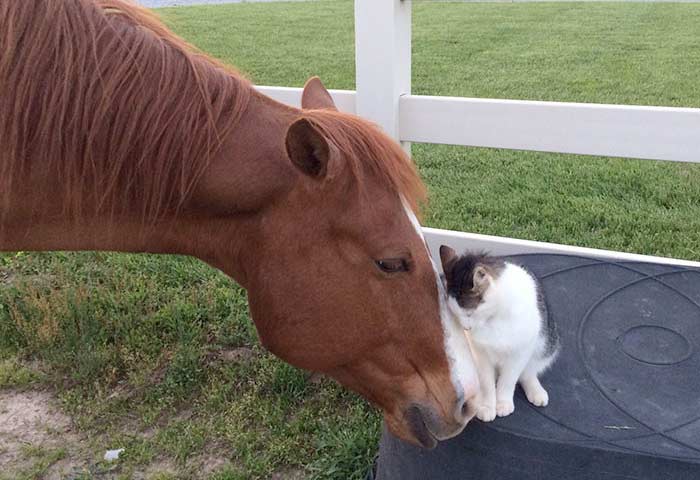 Кот Сэппи и лошадь Дакота стали лучшими друзьями