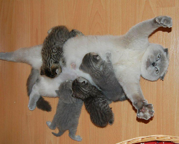 10 забавных фото котеек, познавших всю радость материнства