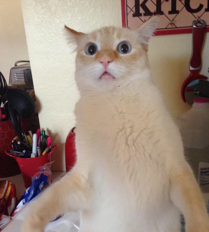 20 смешных фото котов с юморными комментариями их владельцев