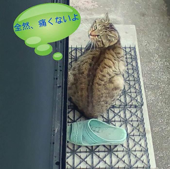 Японские котики совсем не боятся шипов