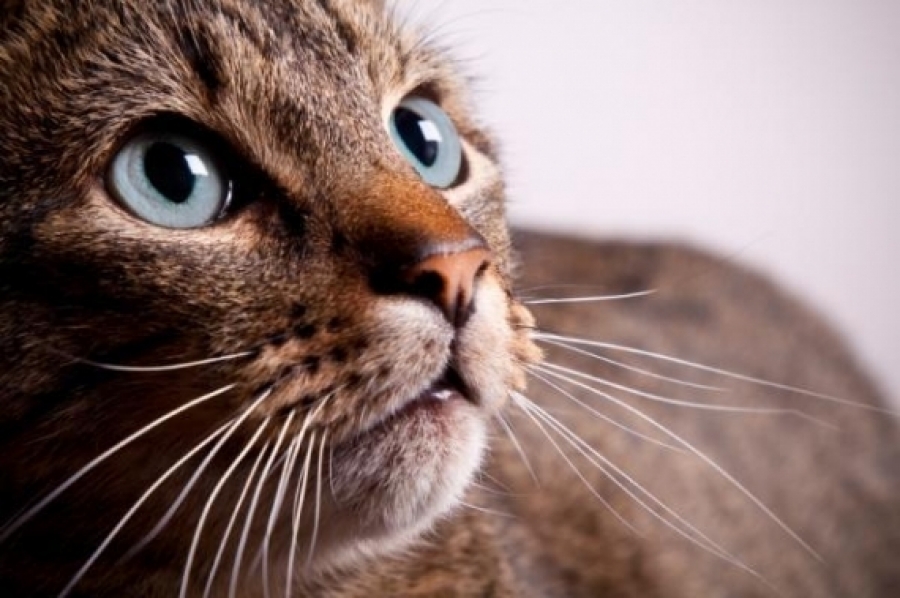 Можно ли вылечить аллергию на кошек
