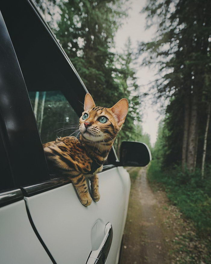 Кошка, которая путешествует больше каждого из нас