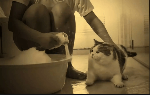 Смешная тайская реклама о домашних кошках, которые очень не хотели мыться