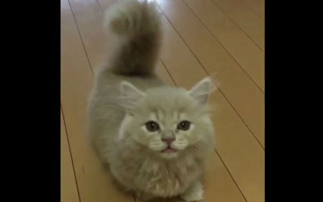 Кошка с беличьим хвостом