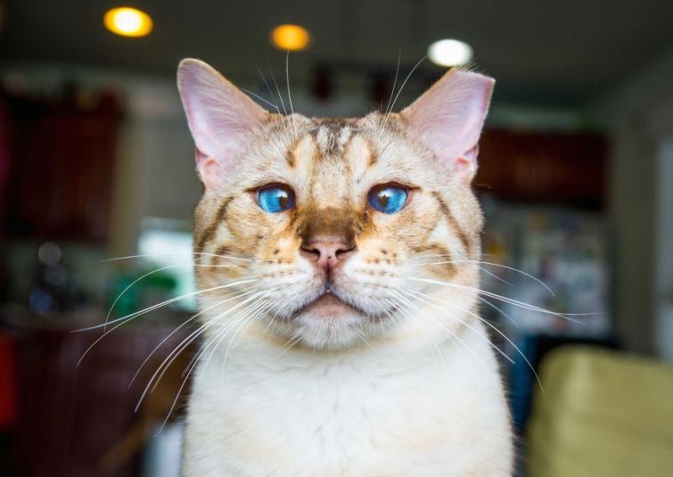 21 снимок, который доказывает, что коты умеют выражать эмоции не хуже людей