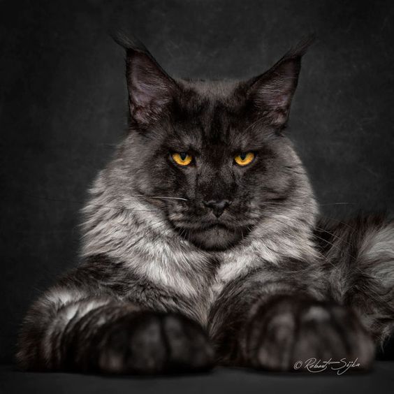 Кот мейн-кун: забавные фото и описание породы