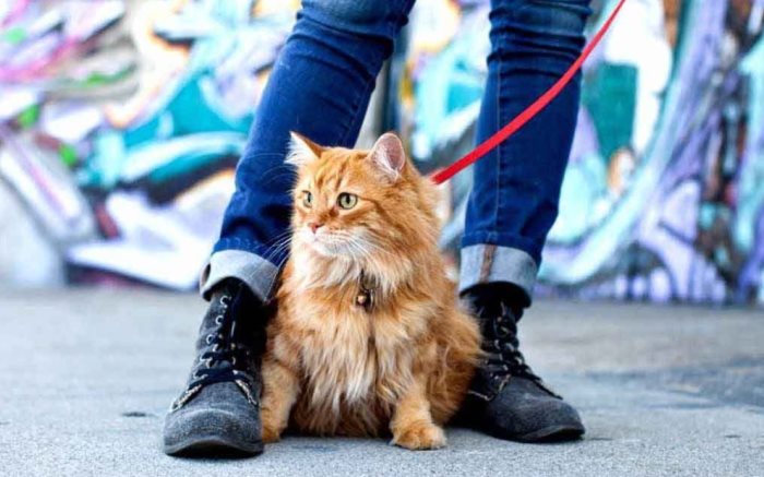 Как приучить кошку или кота ходить в туалет на улице: быстро и просто