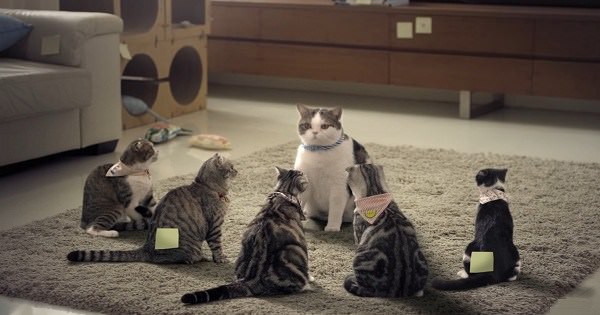 Смешная тайская реклама о домашних кошках, которые очень не хотели мыться