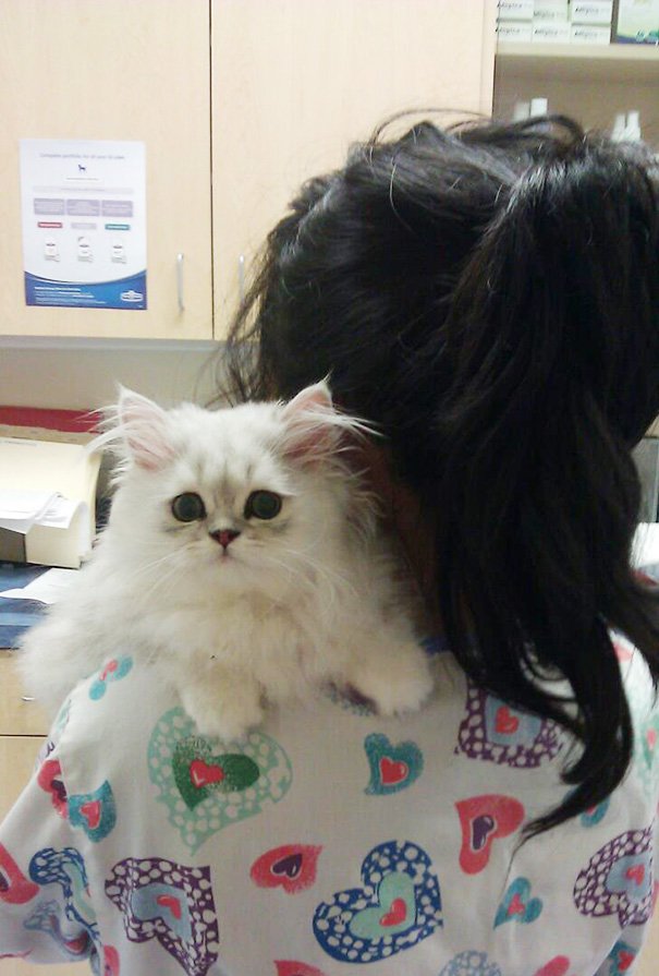 Гении маскировки: хитрые котики, которые не хотят идти к ветеринару