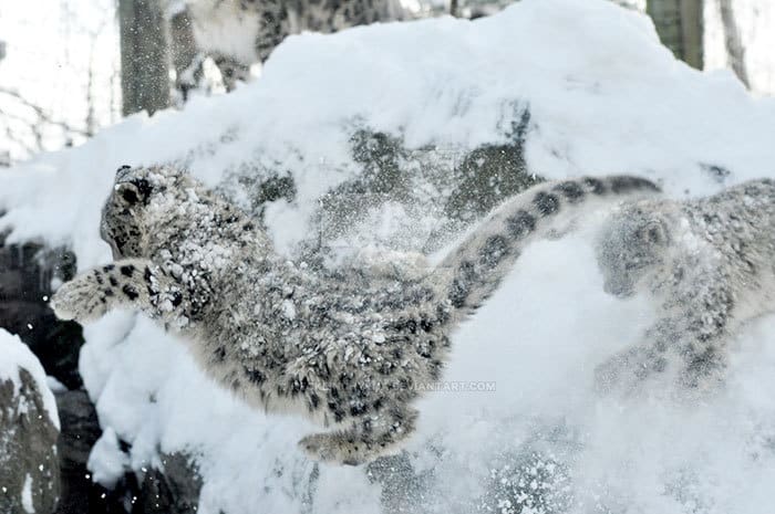 15 очаровательных фото снежных барсов