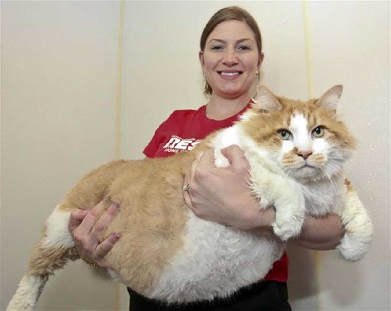 20 самых больших котов в мире