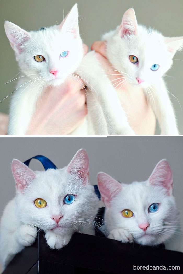 25 котят, которые превратились в шикарных котов