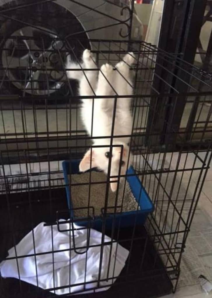 20 смешных фото котов с юморными комментариями их владельцев