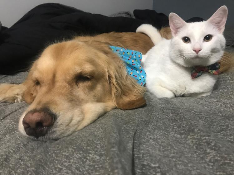 Сценарий для сказки: идеальная история дружбы котенка и собаки