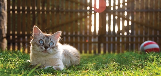 Признаки теплового удара у кошек и методы оказания неотложной помощи