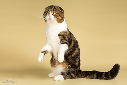 Шотландские коты умеют стоять как суслики