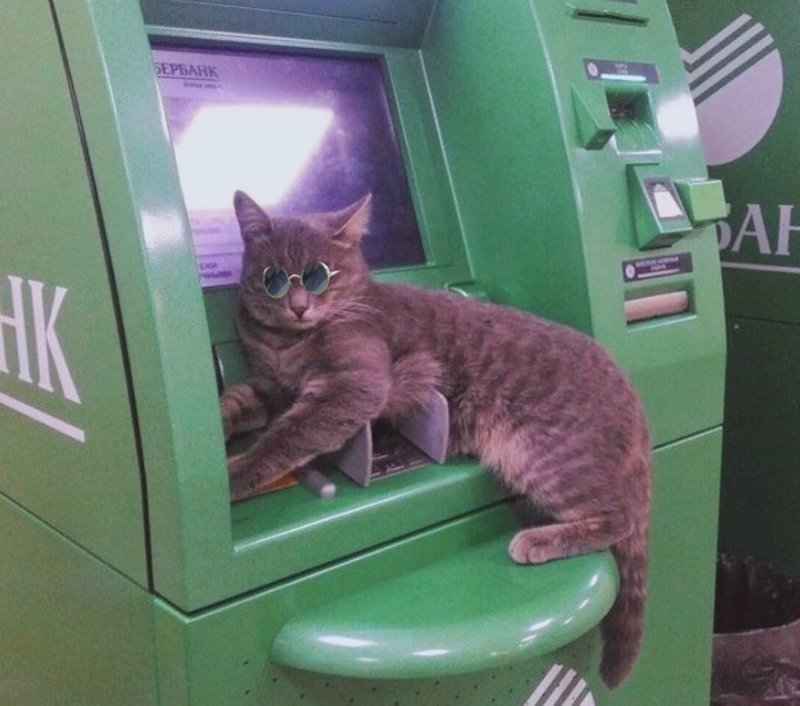 «Погладьте кот доступа»: в Тюмени котик улёгся на банкомат