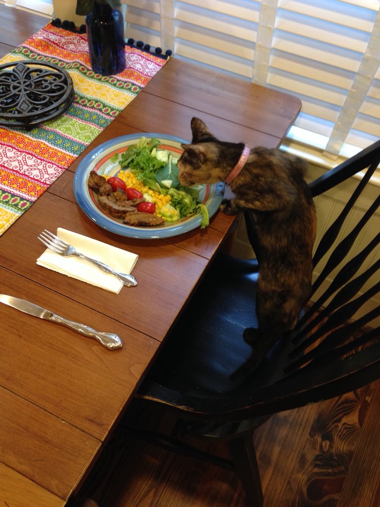 Спасти еду от кота или сделать классное фото? История сложного выбора