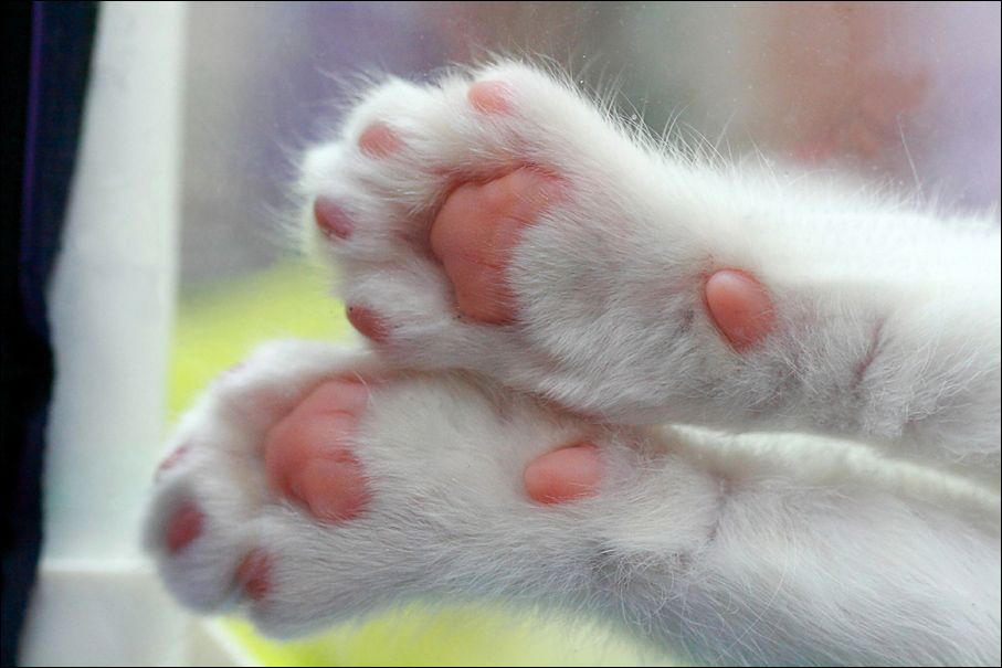 Российские ветеринары поддерживают петицию против удаления когтей у кошек