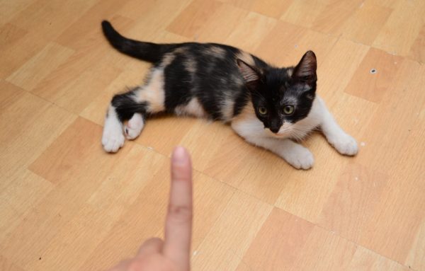 Как научить кота давать лапу