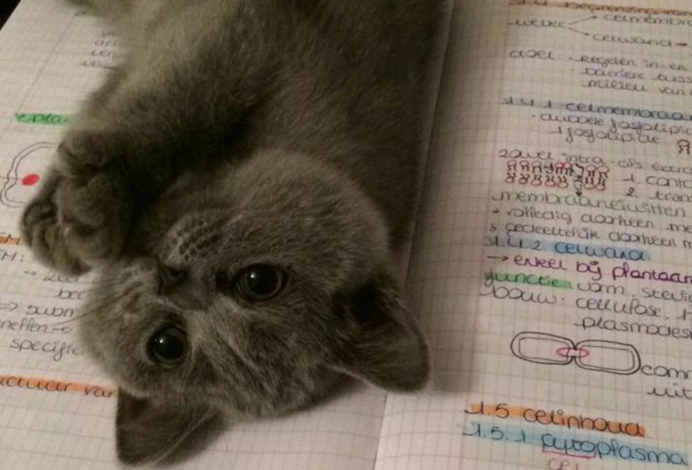 11 котиков, которые не дают людям читать, а хотят играть и мурлыкать