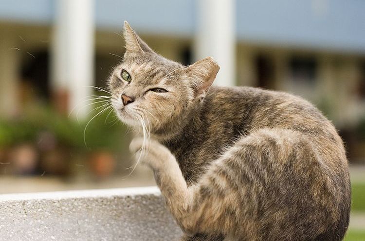 Блошиный дерматит у кошек: симптомы и лечение