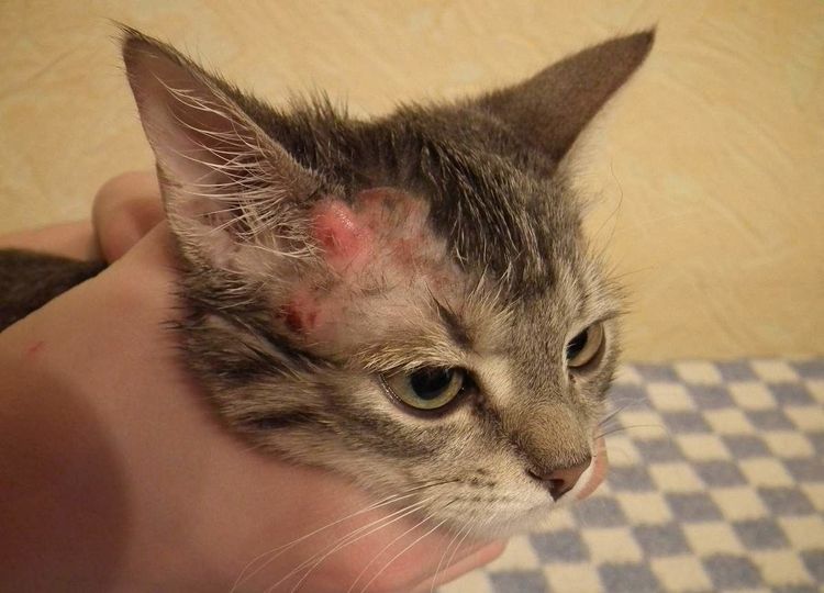 Блошиный дерматит у кошек: симптомы и лечение