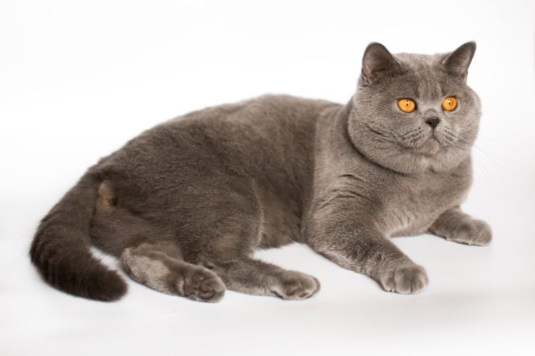 Отличительные черты британской породы кошки от шотландской