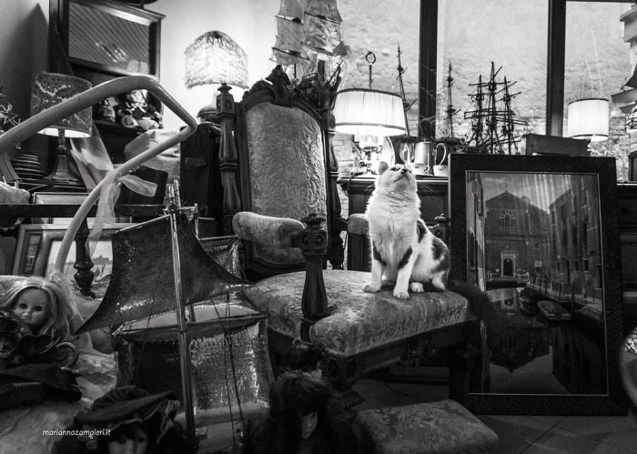 Фотограф делает снимки котов, которых люди завели на работе