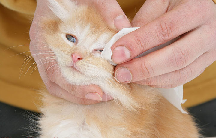 Чем промыть кошке глаза в домашних условиях