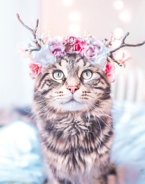 На стиле: 13 очаровательных портретов кошек-модниц