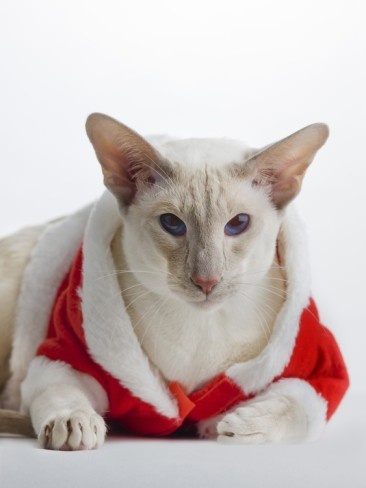 Ориентальная кошка: милые фото и описание породы
