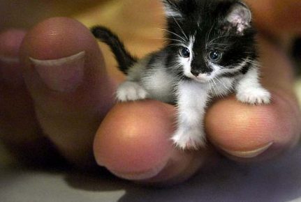 Самая маленькая кошка в мире: 3 претендента на звание