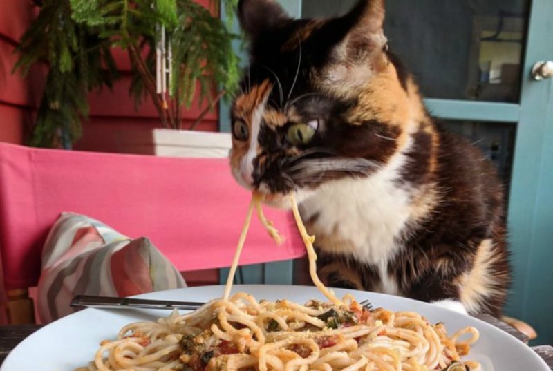 Спасти еду от кота или сделать классное фото? История сложного выбора