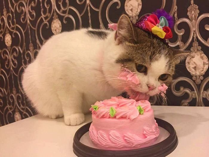 Котик впервые пробует тортик