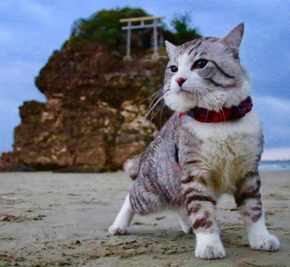 Самый фотогеничный кот в мире живет в Японии