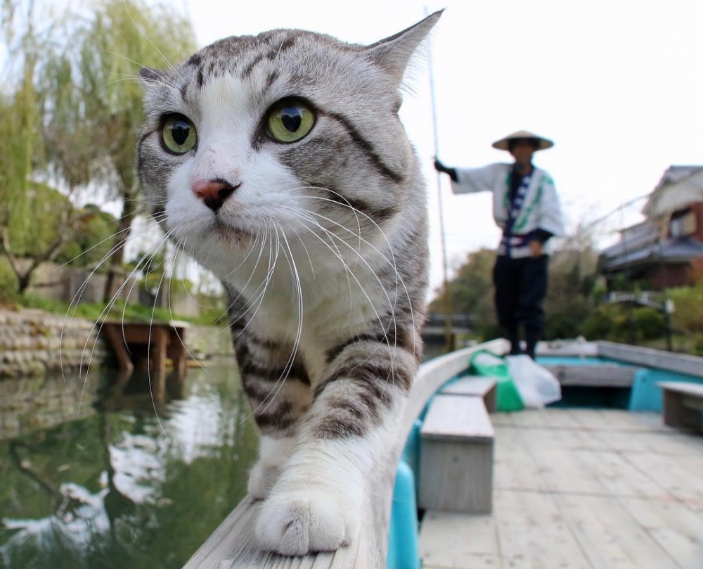 Самый фотогеничный кот в мире живет в Японии