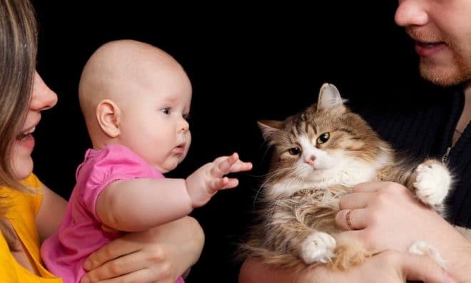 Мгновения радости: 10 вещей, которые очень любят коты и кошки