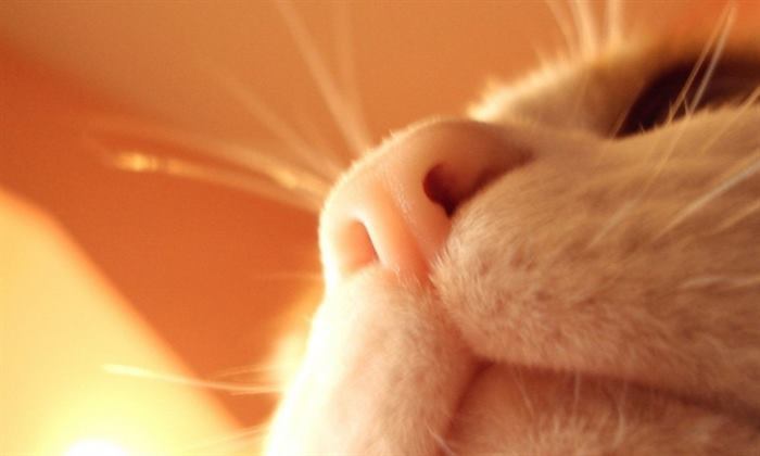 23 удивительных факта о котах