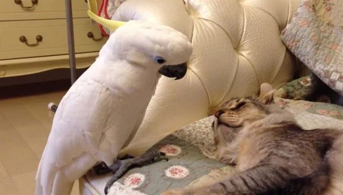 20 фото о непростых взаимоотношениях котов и попугаев
