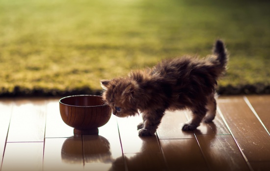 Кошка плохо ест: факторы, оказывающие влияние на аппетит кошки
