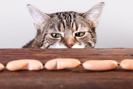 Коты-воришки  — ловкость лап и никакого мошенничества