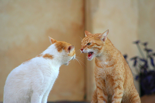 Шипение и агрессия у кошек