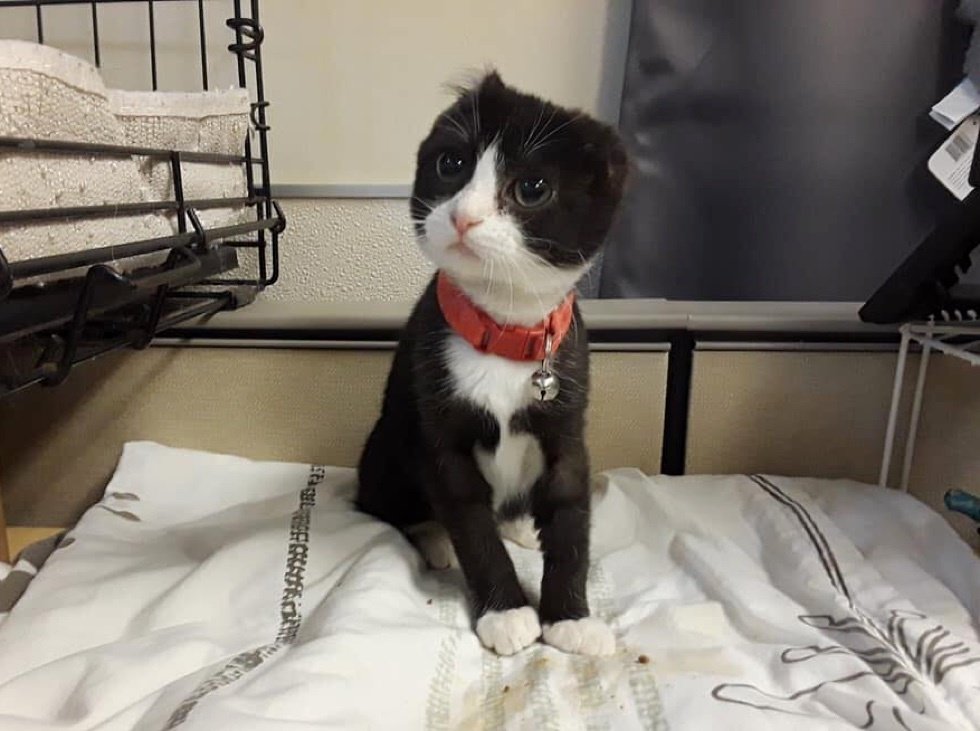 Котёнок потерял ушки, но получил в подарок от волонтёра новые, вязаные крючком